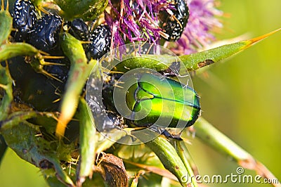 Protaetia Potosia cuprea ignicollis and Oxythyrea cinctella Stock Photo