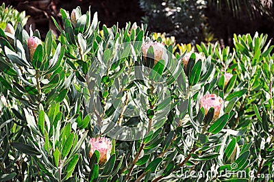 Protea blossoms, Sugarbush - Madeira Stock Photo