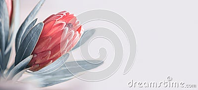 Protea bud closeup. Pink King Protea flower isolated on grey background. Beautiful fashion flower macro shot. Valentine`s Day Stock Photo