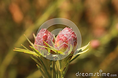 Protea bud Stock Photo