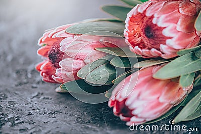 Protea buds closeup. Bunch of pink King Protea flowers over dark background. Valentine`s Day Stock Photo