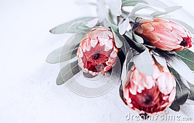 Protea buds closeup. Bunch of pink King Protea flowers over grey background. Valentine`s Day Stock Photo