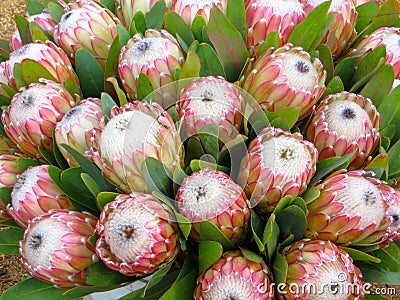 Protea Susara Stock Photo