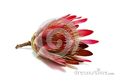 Protea flower Stock Photo