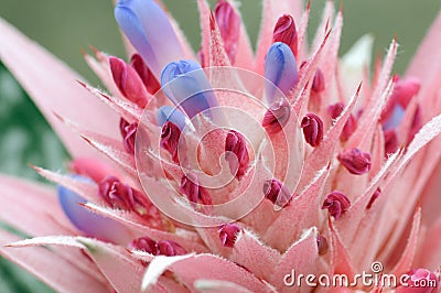 Protea flower Stock Photo