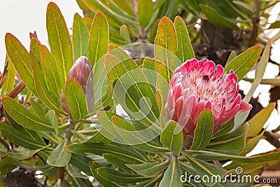 Protea flower head in red pink bract with white hairy feathery f Stock Photo