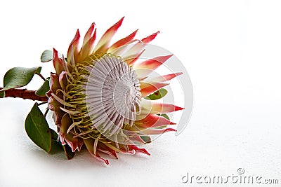 Protea flower isolated on white background Stock Photo