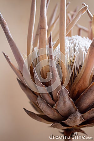 Protea flower Stock Photo