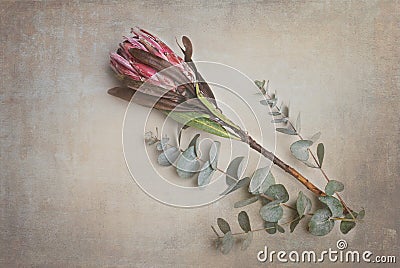 Protea, flower, wall art, fynbos, south africa, plants Stock Photo