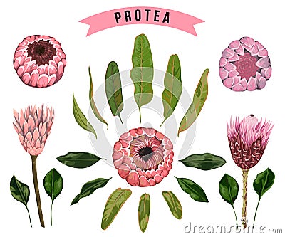 Protea flowers, buds and leaves. Collection decorative floral design elements for wedding invitations and birthday cards. Vector Illustration
