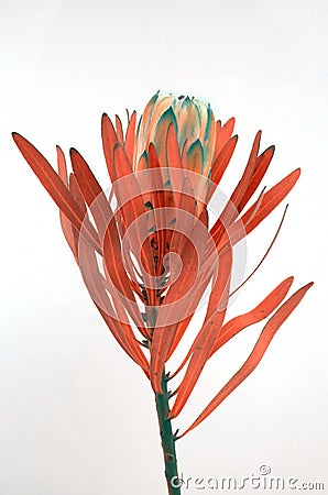 Protea flowers bunch. Blooming Dried King Protea Plant over White background. Extreme closeup. Holiday gift, bouquet, buds. One Be Stock Photo