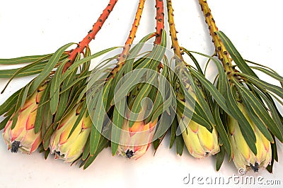 Protea flowers bunch. Blooming Green King Protea Plant over White background. Extreme closeup. Holiday gift, bouquet, buds. One Be Stock Photo