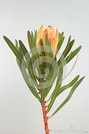 Protea flowers bunch. Blooming Green King Protea Plant over White background. Extreme closeup. Holiday gift, bouquet, buds. One Be Stock Photo