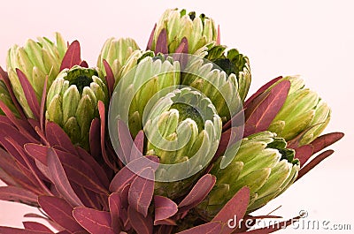 Protea flowers bunch. Blooming Green King Protea Plant over White background. Extreme closeup. Holiday gift, bouquet, buds. One Be Stock Photo