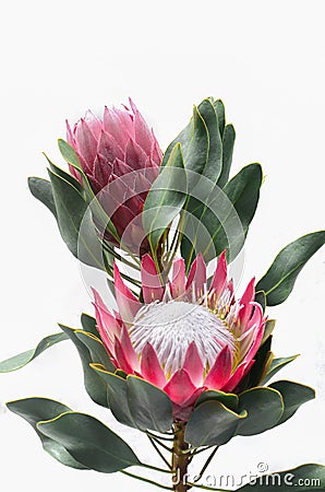 Protea flowers bunch. Blooming Pink King Protea Plant over White background. Extreme closeup. Holiday gift, bouquet, buds. One Bea Stock Photo