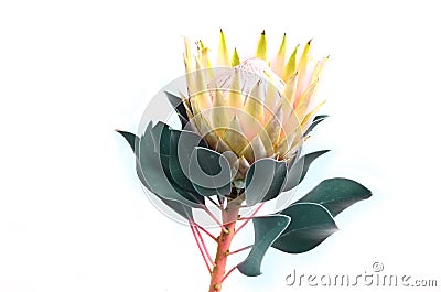 Protea flowers bunch. Blooming Yellow King Protea Plant over White background. Extreme closeup. Holiday gift, bouquet, buds. One B Stock Photo