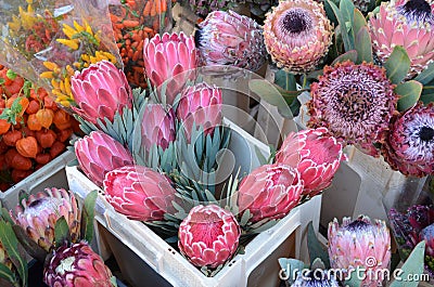 Protea flowers on a farmers market Stock Photo