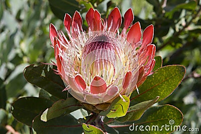 Protea in Kirstenbosch Botanical Gardens Stock Photo
