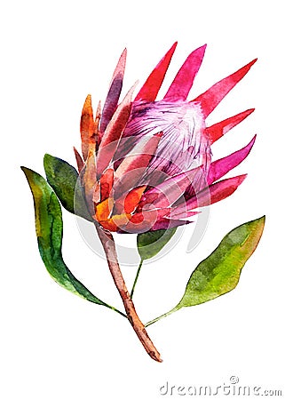 Protea. Watercolor illustration of flower. Isolated object on white background. Handdrawn picture. Cartoon Illustration