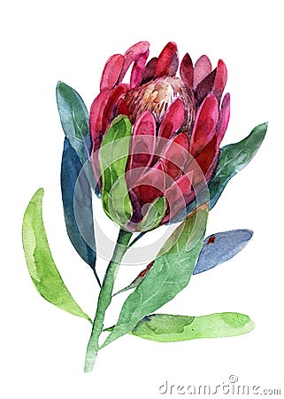 Protea. Watercolor illustration of flower. Isolated object on white background. Handdrawn picture. Cartoon Illustration