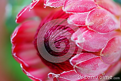 Proteaceae flower bud closeup Stock Photo
