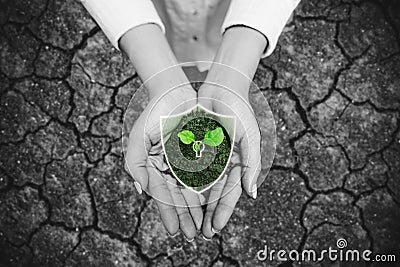 Protect nature and environmental problem saving and resolution. Hand holding glowing plant with shielding icon Stock Photo