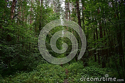 Protected forest a set of trees over the direct path, receding into the distance, a green fluffy carpet of grass Stock Photo