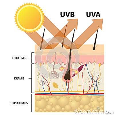 Protected skin with sunscreen lotion. Vector Illustration