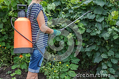 Protecting grape bushes from fungal disease or vermin with pressure sprayer Stock Photo