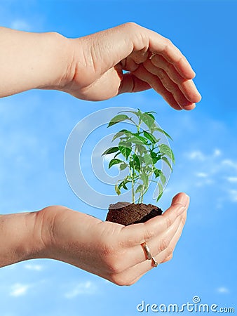 Protecting a plant Stock Photo