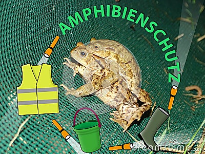 Protection of amphibians Stock Photo