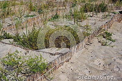 Protection of the beach vegetation by reed fences in the dune landscape at the Baltic Sea, Germany, copy space Stock Photo