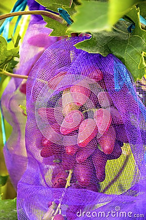 Protection of bunches of grapes with net, from pests and insects of wasps and bees. Large brush of ripe juicy grapes in garden. Stock Photo