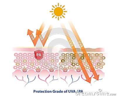 Protection grade of UVA PA blocks UVA ray vector on white background. Cartoon Illustration