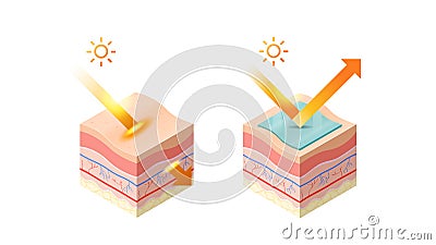 protection and penetrate uv rays from sun into epidermis of skin cross-section of human skin layers structure skincare Vector Illustration