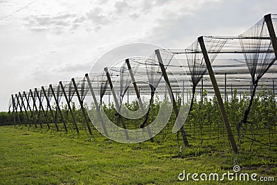 Protective nets on a apple trees Stock Photo