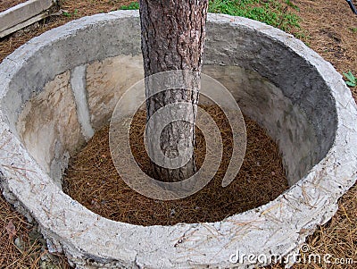 Protective structures of annular shape around the tree Stock Photo