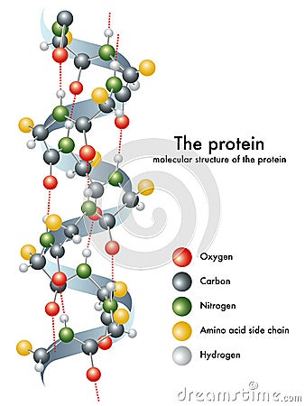 Protein Vector Illustration