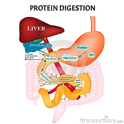 Protein digestion. Protein metabolism. Digestion in the gastrointestinal tract. Infographics. Vector illustration on Vector Illustration