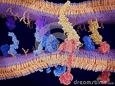 The protein PD-1 is a checkpoint to slow down T-cells. Stock Photo