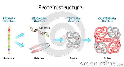 Protein structure levels. From Amino acid to Alpha helix, Beta sheet, peptide, and protein molecule Vector Illustration