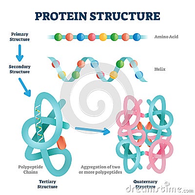 Protein structure vector illustration. Labeled amino acid chain molecules. Vector Illustration