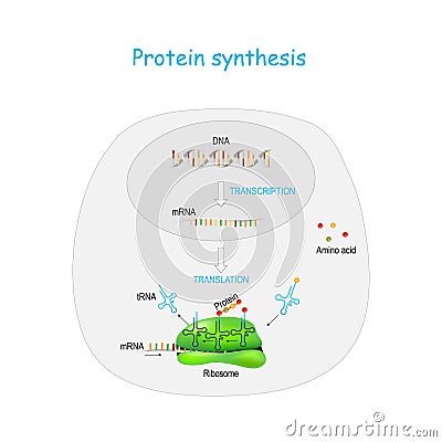 Protein synthesis. translation Vector Illustration