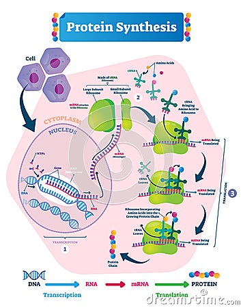 Protein synthesis vector illustration. Transcription and translation. Vector Illustration