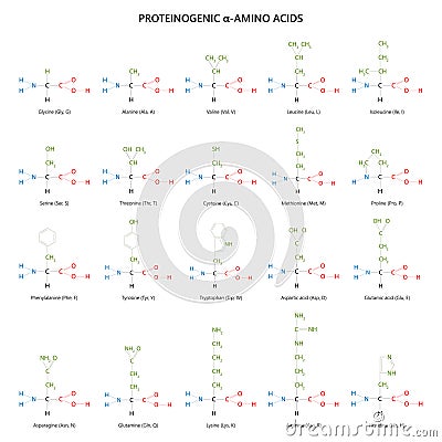 20 proteinogenic ?-amino acids. Structural formulas. Vector Illustration