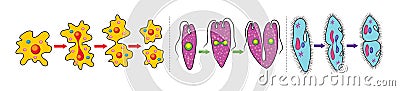 Protist reproduction Vector Illustration