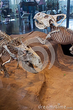 Protoceratops in American Museum of Natural History Editorial Stock Photo