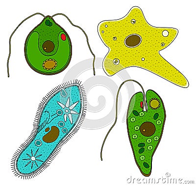 Protozoa Stock Photo