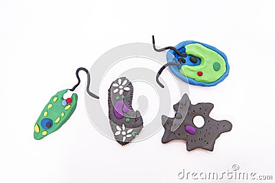 Protozoa bacteria. The most famous and simple bacteria: Euglena, Chlamydomonas, Amoeba and Paramecium Stock Photo