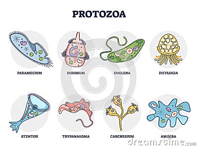 Protozoa division collection as single cell eukaryote biological outline set Vector Illustration